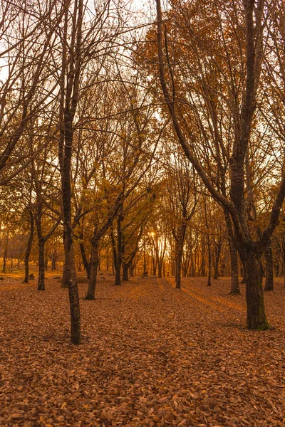 秋天的落叶 是森林里的橙色落日 — 图库照片