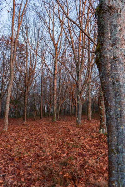 Răsărit Soare Portocaliu Într Pădure Mijlocul Toamnei Frunze Căzute — Fotografie, imagine de stoc