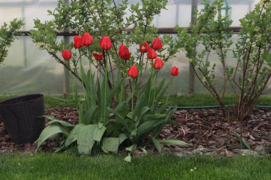 Baharda yeşil otların arka planında genç laleler