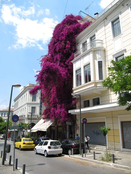 在雅典Placa区Mitropoleos Sreet的房子上爬花 May 2014 — 图库照片