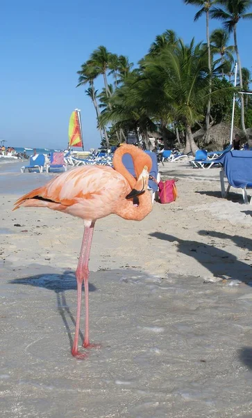 Giovane Fenicottero Sulla Spiaggia Dell Hotel Oasis Canoa Romana Regione — Foto Stock