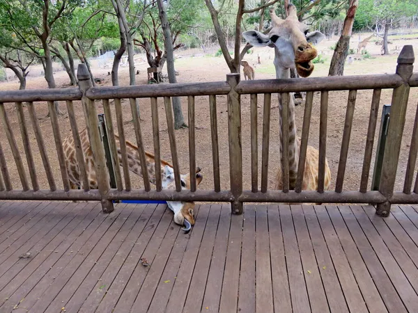 Zürafa Uzun Bir Boyun Uzun Bir Dildir Mauritius Casela Doğa — Stok fotoğraf