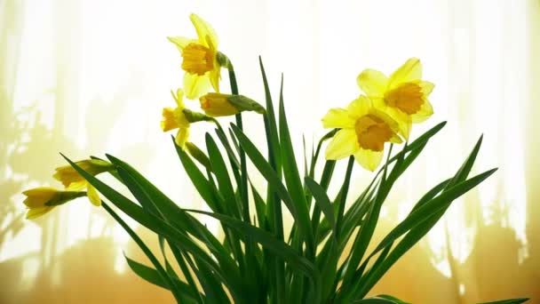 Pencerede narsisli çiçek buketi açıyor, çiçek açıyor, zaman geçiyor, sarı bahar — Stok video