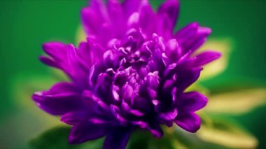 Mor menekşe rengi Paskalya çiçeğinin zaman aşımı çiçek açması, filizlenme bahar zamanı