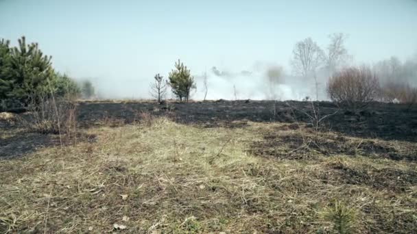 Wald und Feld nach Flächenbrand verbrannt, schwarzer Boden, Asche, Rauch, gefährliches Zugwetter — Stockvideo