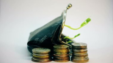 Cüzdandan büyüyen yeşil bitki ve ölüyor, yatırım, kazanç, dinamik inscrease ve azalma