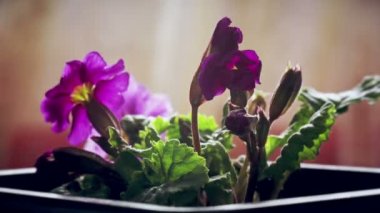 Çiçek saksısında pembe primula çiçek açıyor, güneş ışınlarında çiçek açıyor, zaman aşımına uğruyor