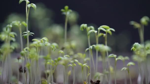 Rośliny sałatki z rzeżuchy rosną i umierają, cykl życia, czas kiełkowania upływa. ewolucja noworodków, nowa — Wideo stockowe