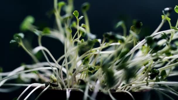 Sterven groene plant tijd vervallen in pot, geen regen, geen water, geen leven, drogen, natuurramp, droogte — Stockvideo