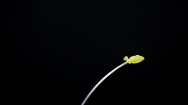 Маленькое зеленое растение, растущее, прорастающее, весенняя новая жизнь, изолированное на черном — стоковое видео