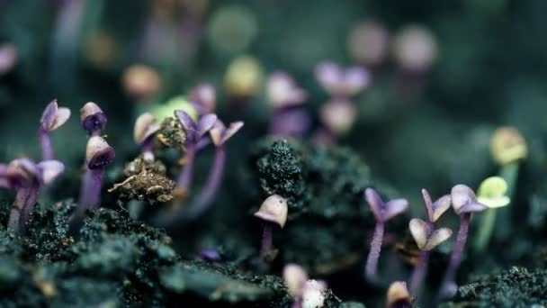 Violette basilicumplanten groeien, ontkiemen uit de zaden, lentetijd vervallen, nieuwe levensevolutie — Stockvideo