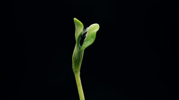 Young green pumpkin plant growing on black background, sprout germinating, germination process, new — Stock Video