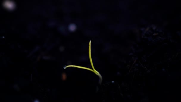 Pequeña planta verde que crece lapso de tiempo, germinando, primavera nueva vida, aislado en negro — Vídeos de Stock