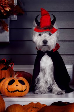 Korkunç cadılar bayramı kostümü içinde komik beyaz teriyer köpeği ve korkunç yüzleri ve sonbahar yaprakları olan balkabaklarıyla dışarıda oturan şeytan boynuzlu kırmızı şapka. Cadılar Bayramı konsepti.