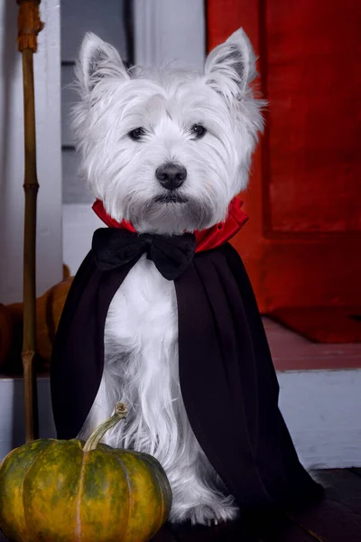 Funny West Highland Perro Terrier Blanco Disfraz Halloween Miedo Capa — Foto de Stock