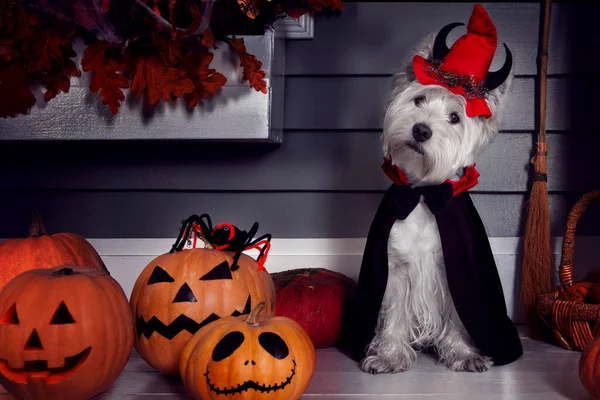 Rolig Västra Höglandet Vit Terrier Hund Skrämmande Halloween Kostym Och Stockfoto