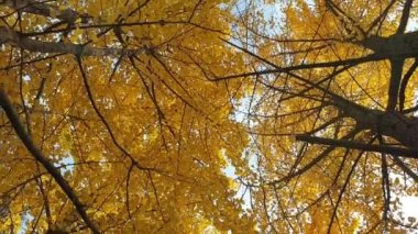 Ginkgo ağaçlarının dipten görünüşünü rahatlatıyor. Güz mevsiminde tamamen açan güzel sarı yaprakları var. 