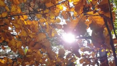 Ormanda sonbahar mevsimi boyunca sabah güneşleri kahverengi ağaç yapraklarının arasından parlıyordu. 