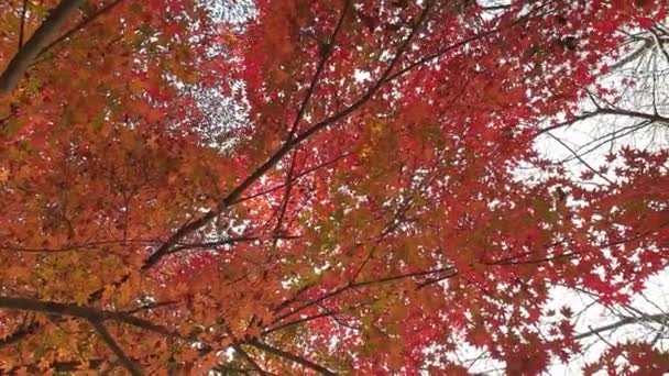 Mírumilovný Pohled Zdola Nahoru Javory Červenými Listy Vrcholu Podzimní Sezóny — Stock video