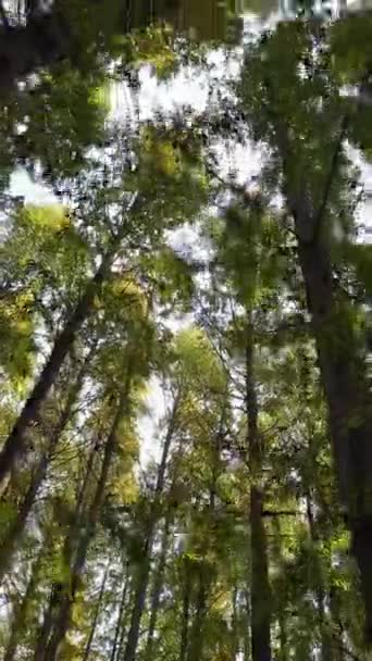 Vista Ángulo Bajo Árboles Altos Del Bosque Bajo Cielo Hoja — Vídeo de stock