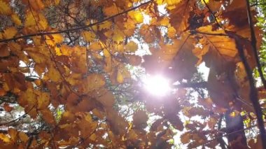 Güz mevsiminde güzel kahverengi meşe yaprakları arasında parlayan güneşin huzurlu manzarası