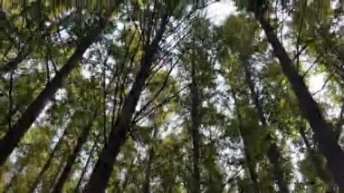 Gökyüzüne bak. Çok yüksek sekoya ağaçlarından oluşan bir ormanın içine. 