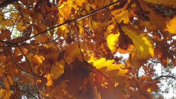 Κοιτάζουν Προς Πάνω Την Όμορφη Καστανή Βελανιδιά Φύλλα Ήλιο Λάμπει — Αρχείο Βίντεο
