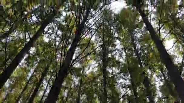 Melihat Langit Dalam Hutan Yang Sangat Tinggi Pohon Redwood — Stok Video