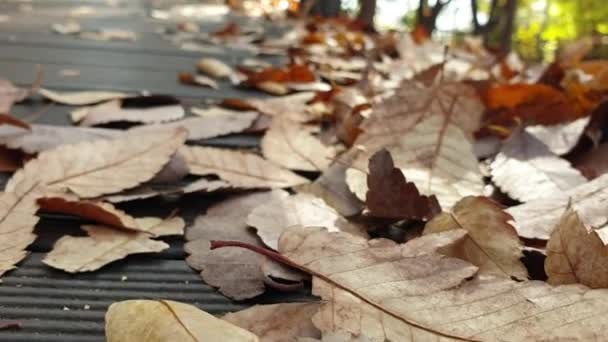 Vue Angle Bas Sentier Forestier Dans Une Montagne Avec Des — Video