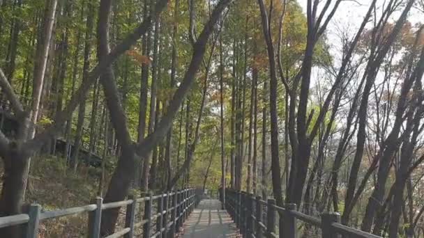 Βόλτα Ένα Δάσος Από Ψηλά Δέντρα Μια Όμορφη Ηλιόλουστη Μέρα — Αρχείο Βίντεο