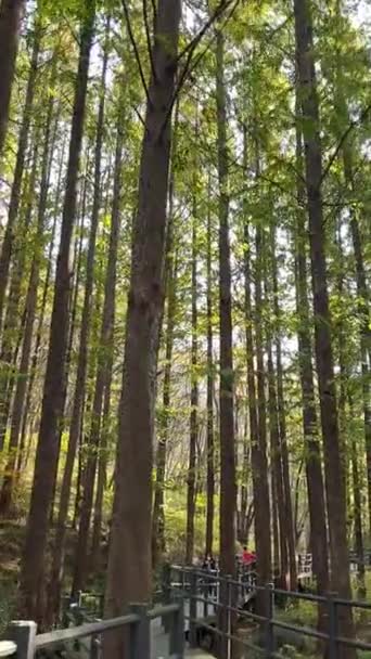 Yüksek Sekoya Ağaçlarının Ilıman Geniş Yaprakların Arasında Huzurlu Bir Yürüyüş — Stok video