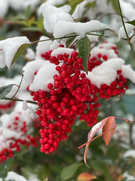 Holly berries and snow Christmas theme background with white frosty edges. High quality photo