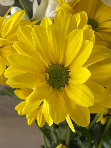 Maa Artisokka Kirkkaan Keltaisia Kukkia Päivänvalossa Asteraceae Heimon Auringonkukan Sukuun — kuvapankkivalokuva
