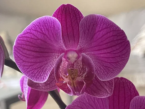 Une orchidée de teigne pourpre fleurit magnifiquement et devient la meilleure décoration à la maison. Il a plusieurs types et ceci est un type d'orchidée de pointe. — Photo