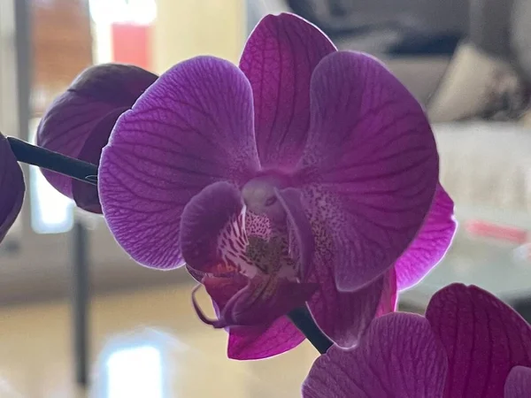 Fialová Moth orchidej krásně kvete a stává se nejlepší dekorací doma. Má několik typů a tohle je špičatý orchidej. — Stock fotografie