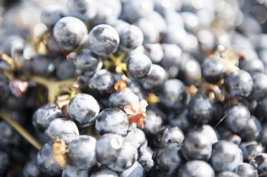 Üzüm hasadının ve şarabın sonbahar dönemi unutulmaz manzaralar sunar üzüm hasadı ve şarap işleme yerleri