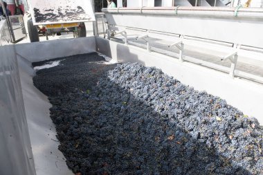 Üzüm hasadının ve şarabın sonbahar dönemi unutulmaz manzaralar sunar üzüm hasadı ve şarap işleme yerleri