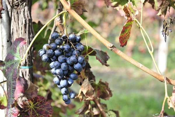 Podzimní Období Sklizně Hroznů Vína Nabízí Nezapomenutelné Scénymísta Sklizně Hroznů — Stock fotografie