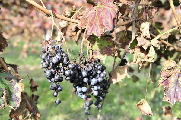 Podzimní Období Sklizně Hroznů Vína Nabízí Nezapomenutelné Scénymísta Sklizně Hroznů — Stock fotografie