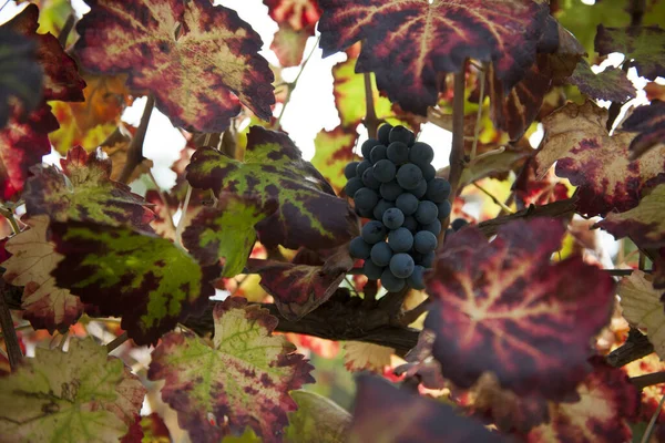 Podzimní Období Sklizně Hroznů Vína Nabízí Nezapomenutelné Scénymísta Sklizně Hroznů — Stock fotografie