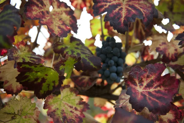 Herfstperiode Van Druivenoogst Van Wijn Bieden Onvergetelijke Scenesplaatsen Van Druivenoogst — Stockfoto