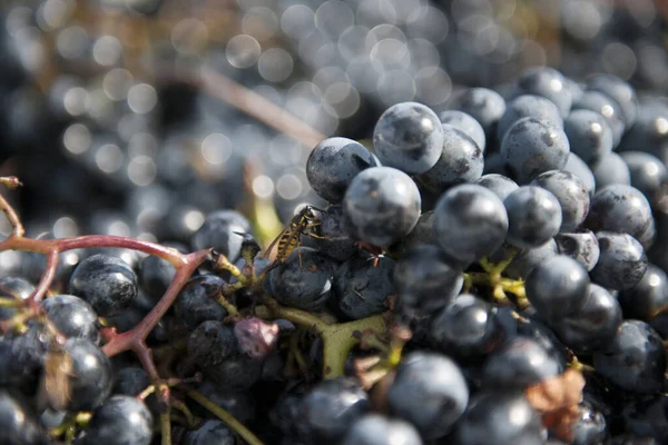 Período Outono Vindima Vinho Oferecem Paisagens Inesquecíveislocais Vindima Transformação Vinho — Fotografia de Stock