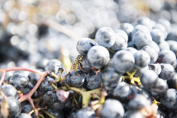 Otoño Vendimia Del Vino Ofrecen Escenarios Inolvidableslugares Vendimia Elaboración Del — Foto de Stock