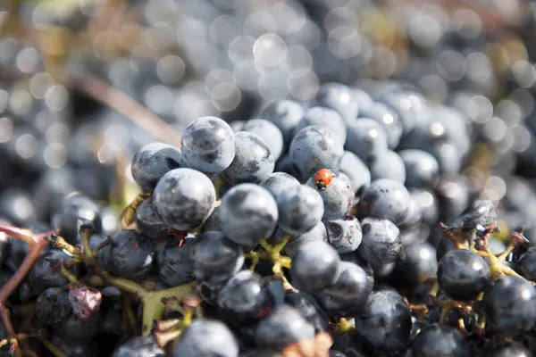 Período Outono Vindima Vinho Oferecem Paisagens Inesquecíveislocais Vindima Transformação Vinho — Fotografia de Stock