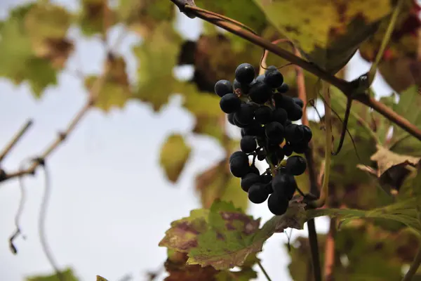 Podzimní Období Sklizně Hroznů Vína Nabízí Nezapomenutelné Scénymísta Sklizně Hroznů — Stock fotografie