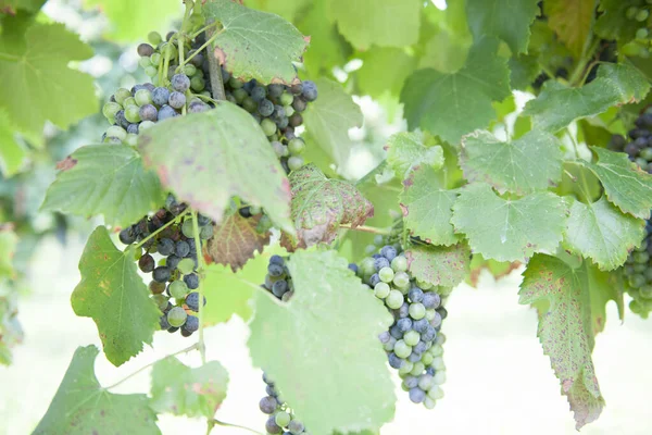 Üzüm Hasadının Şarabın Sonbahar Dönemi Unutulmaz Manzaralar Sunar Üzüm Hasadı — Stok fotoğraf