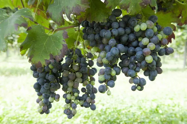Autumn Period Grape Harvest Wine Offer Unforgettable Scenesplaces Grape Harvest — Stock Photo, Image