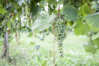 Üzüm hasadının ve şarabın sonbahar dönemi unutulmaz manzaralar sunar üzüm hasadı ve şarap işleme yerleri