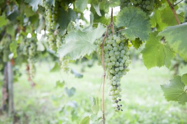 Üzüm hasadının ve şarabın sonbahar dönemi unutulmaz manzaralar sunar üzüm hasadı ve şarap işleme yerleri