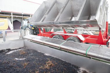 Üzüm hasadının ve şarabın sonbahar dönemi unutulmaz manzaralar sunar üzüm hasadı ve şarap işleme yerleri